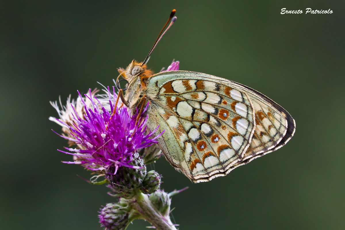 farfalla da identificare